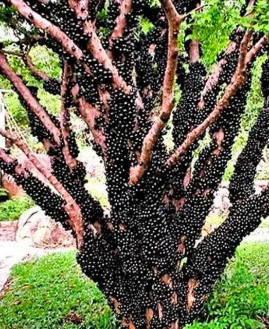 Jaboticaba tree ( Plinia cauliflora ) Pollination, cauliflory and fruit production Myrtaceae family Jaboticaba tree ( Plinia cauliflora ) Pollination, cauliflory and fruit production Myrtaceae family