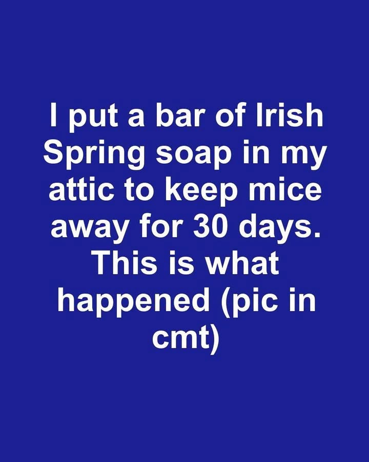 I put a bar of Irish Spring soap in my attic to keep mice away for 30 days. This is what happened I put a bar of Irish Spring soap in my attic to keep mice away for 30 days. This is what happened