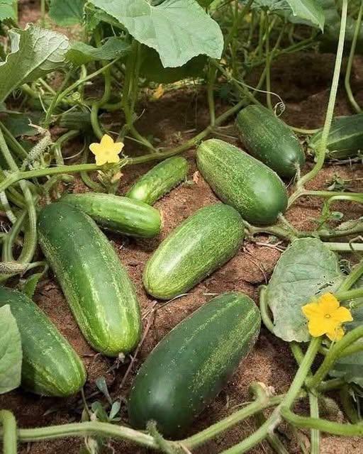 DOCTORS FINALLY REVEAL THE HIDDEN IMPACT OF EATING CUCUMBERS EVERY DAY