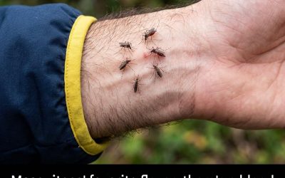 A favorite victim of mosquitoes? Discover what attracts them to your home.