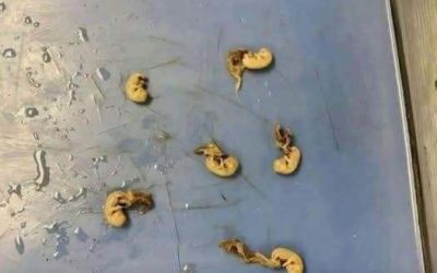 Hidden Seeds Food Warning