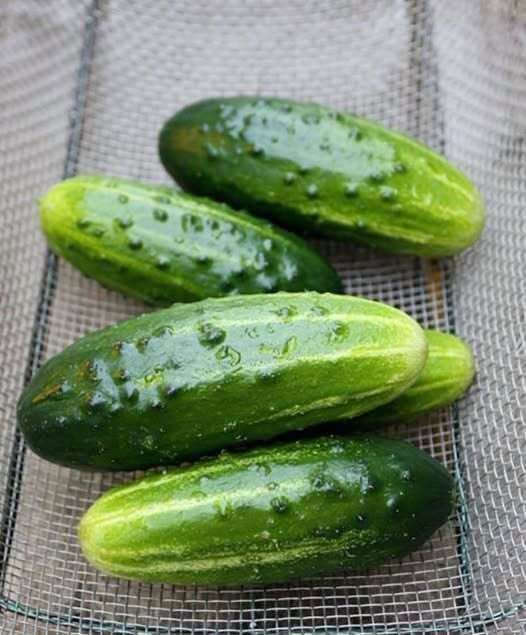 DOCTORS FINALLY REVEAL THE HIDDEN IMPACT OF EATING CUCUMBERS EVERY DAY