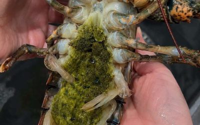 The Mystery of Lobster’s Green Goodies